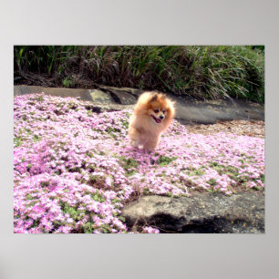 Póster   Flores de rosa panomeránicas 2