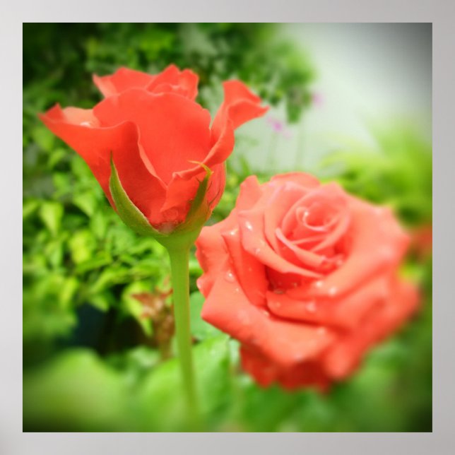 Póster Flores de Rosa románticas (Frente)