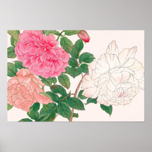 Póster Flores de rosa rosadas y blancas con hojas verdes