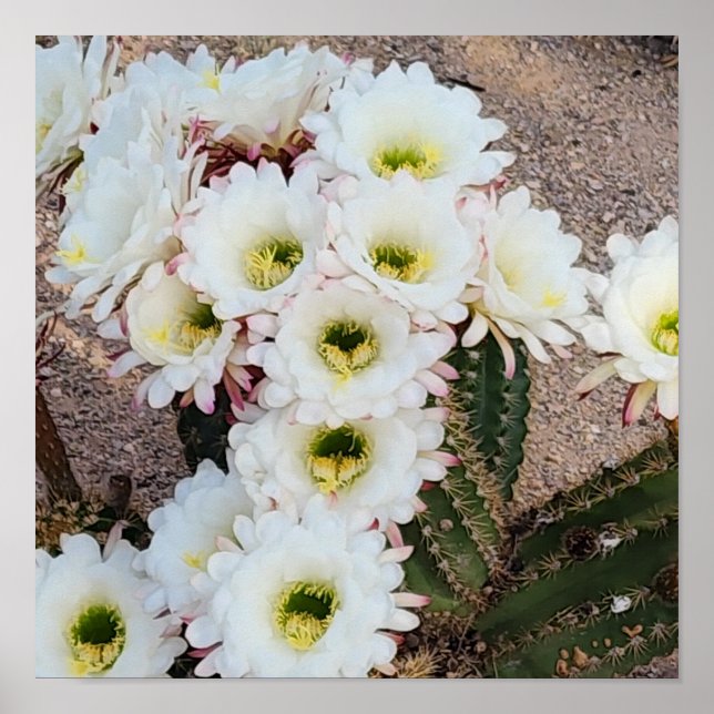 Póster Flores de Saguaro Argentino (Frente)
