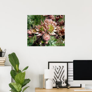 Póster Flores de siempreviva (Sempervivum)