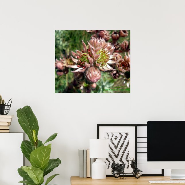 Póster Flores de siempreviva (Sempervivum) (Oficina en casa)