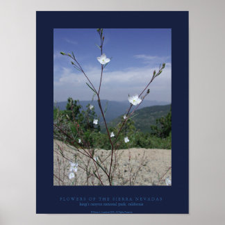 Póster Flores de Sierra Nevada