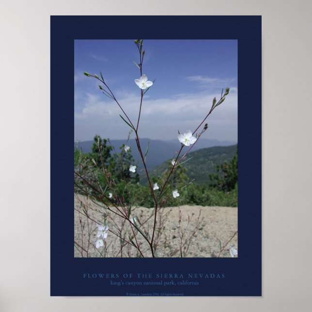 Póster Flores de Sierra Nevada (Frente)