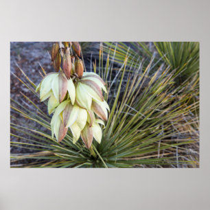 Póster Flores De Soapar Yucca En El Alto Misuri