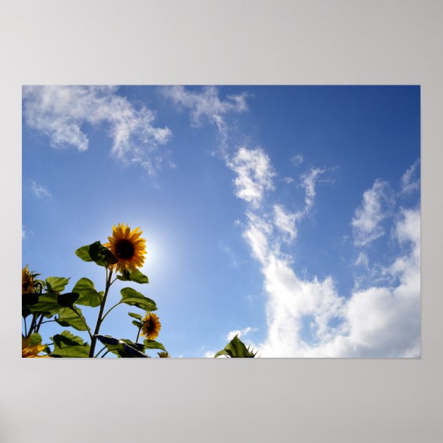 Póster Flores de sol y sol (Frente)