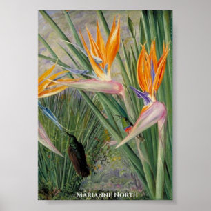 Póster Flores de Strelitzia y aves azucareras Marianne No