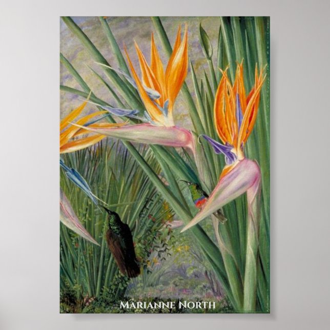 Póster Flores de Strelitzia y aves azucareras Marianne No (Frente)