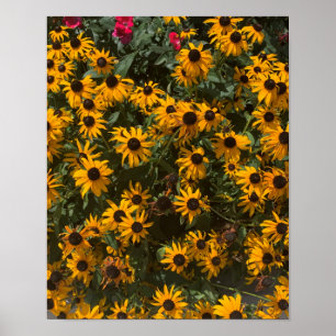 Póster Flores de Susana de ojos negros, Floral, Fotografí