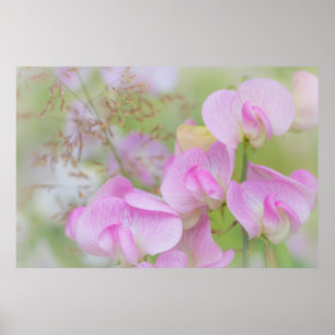 Póster Flores de Sweet Pea Seabeck, WA