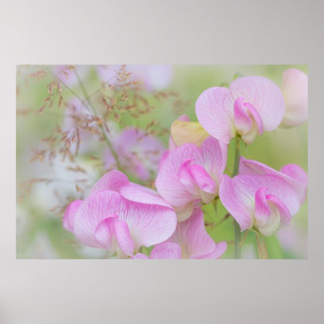 Póster Flores de Sweet Pea | Seabeck, WA (Frente)