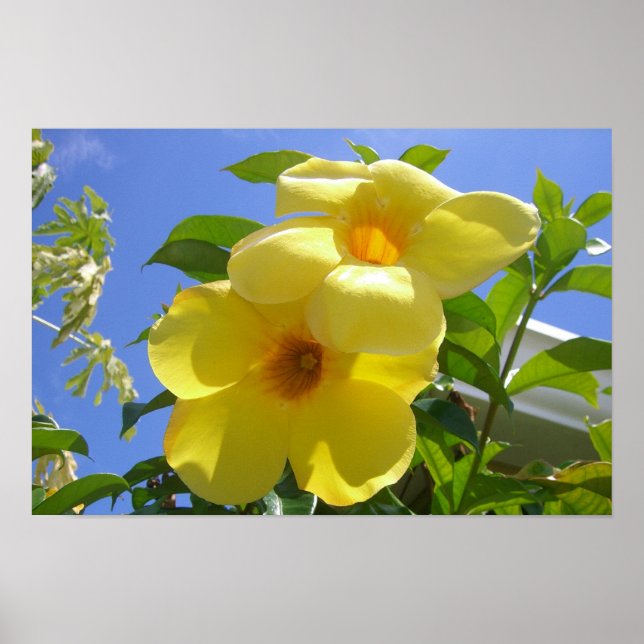 Póster Flores de Trompeta Dorada I (Frente)