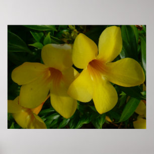 Póster Flores de Trompeta Dorada II Tropical
