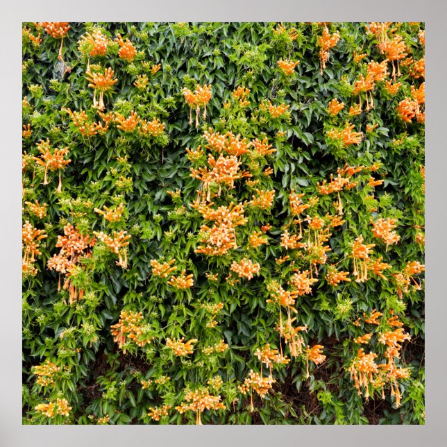 Póster Flores De Trucha naranja En Una Pared, (Frente)