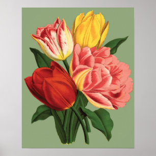 Póster Flores de Tulipán