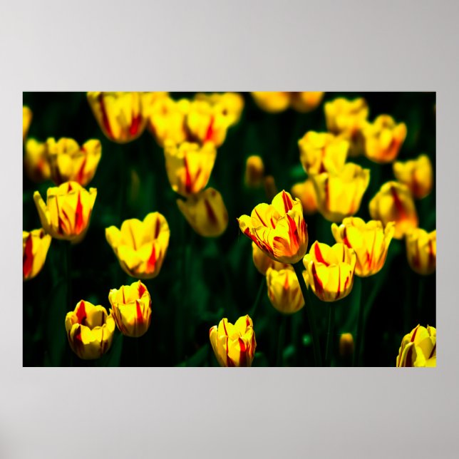 Póster Flores de tulipán amarillas (Frente)