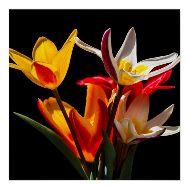 Póster Flores de tulipán contra fondo negro (Anverso)