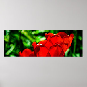 Póster Flores de tulipán rojas