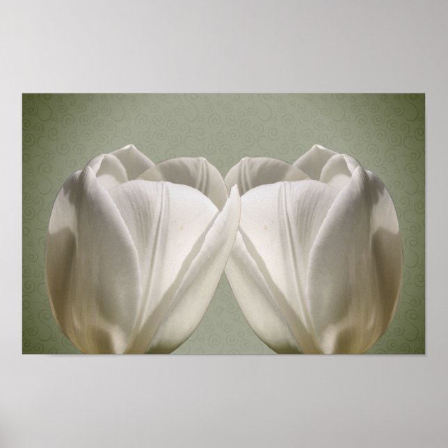 Póster Flores de tulipanes blancos (Frente)