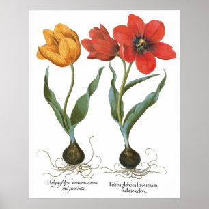 Póster Flores de tulipanes de primavera vintage de Basili
