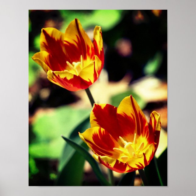 Póster Flores De Tulipanes Rojas Y Amarillas (Frente)