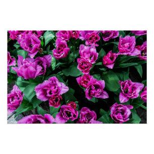 Póster Flores de tulipanes rosados