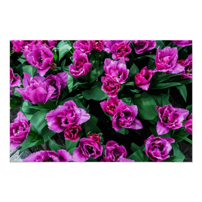 Póster Flores de tulipanes rosados (Anverso)