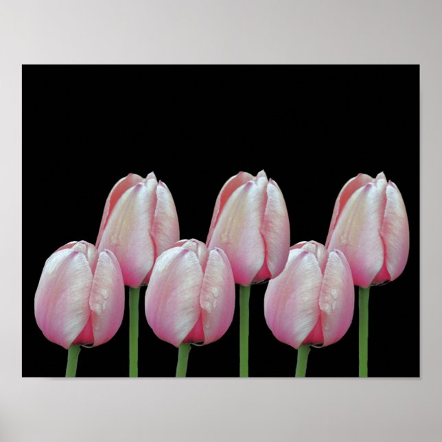 Póster Flores de tulipanes rosas (Frente)