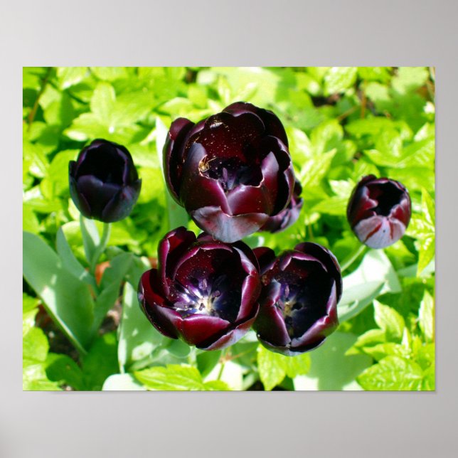Póster Flores de tulipanes verdes púrpura y negras, Holan (Frente)