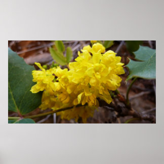 Póster Flores de uva de Oregón Flores silvestres amarilla