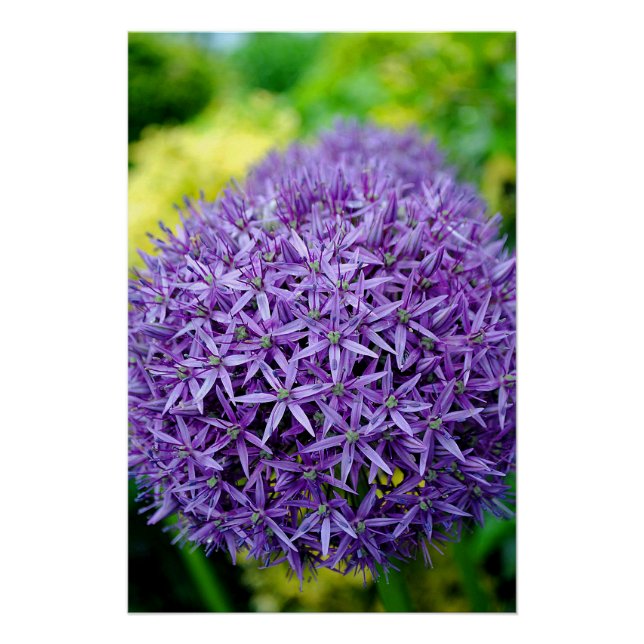 Póster Flores de verano moradas de Allium Hollandicum (Anverso)