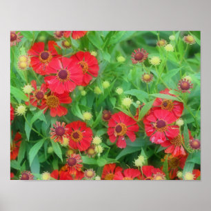 Póster Flores de zinnia roja en decadencia
