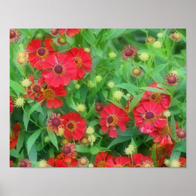 Póster Flores de zinnia roja en decadencia (Frente)