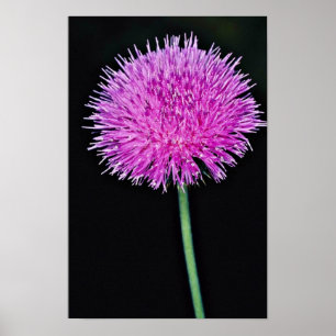 Póster Flores del cardo de Tejas (texanum del Cirsium)