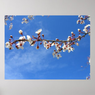 Póster Flores del ciruelo, cielo azul