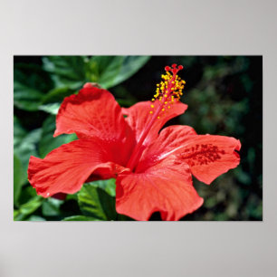 Póster Flores del hibisco
