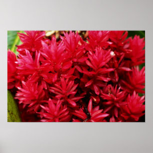 Póster Flores del jengibre, flores de Puerto Rico