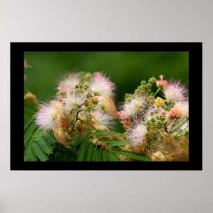 Póster Flores del Mimosa