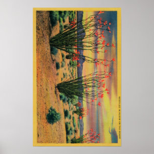 Póster Flores del Ocotillo en la floración, California