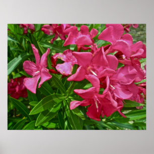Póster Flores del Oleander del poster (oleander del