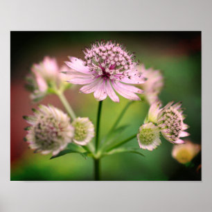 Póster Flores Delicadas