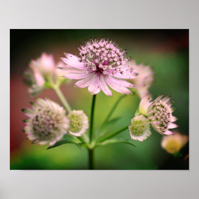 Póster Flores Delicadas (Frente)