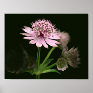 Póster Flores Delicadas