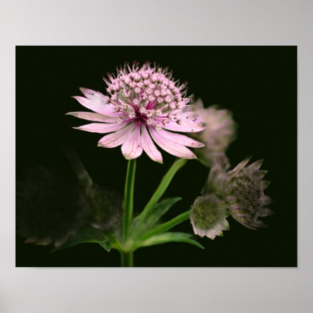 Póster Flores Delicadas (Frente)
