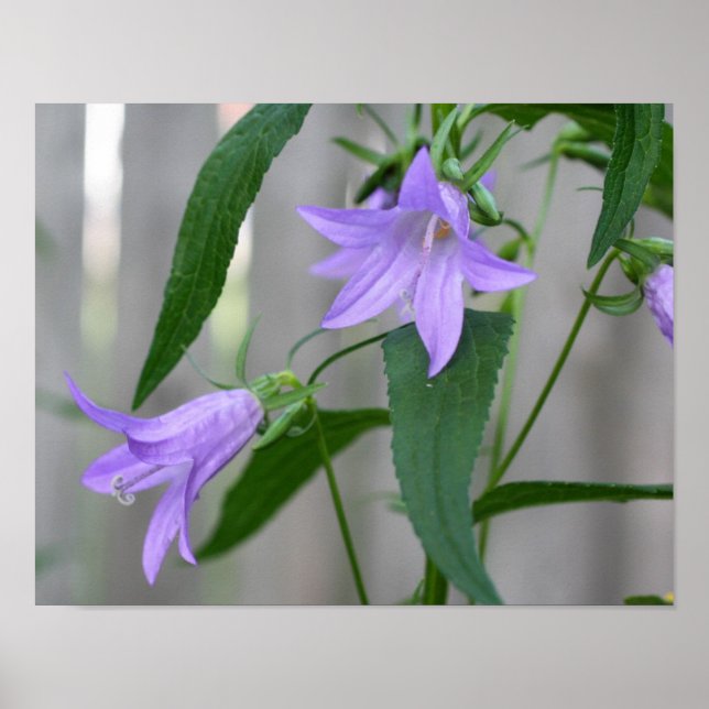 Póster Flores Delicadas De Lirio Morado (Frente)