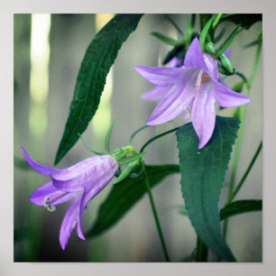Póster Flores Delicadas De Lirio Morado