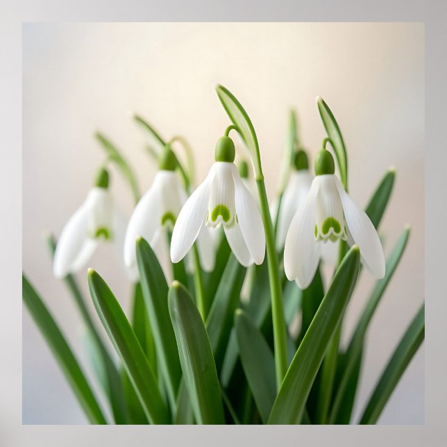 Póster Flores delicadas de snowdrop de primavera (Frente)