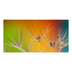 Póster Flores Diente de León Boda Regalo Amor Paz