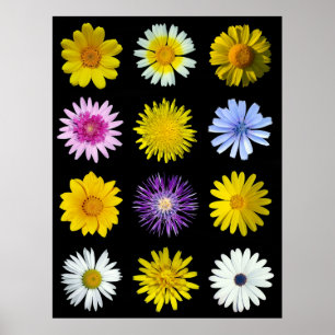 Póster Flores diferentes de la familia Asteraceae.