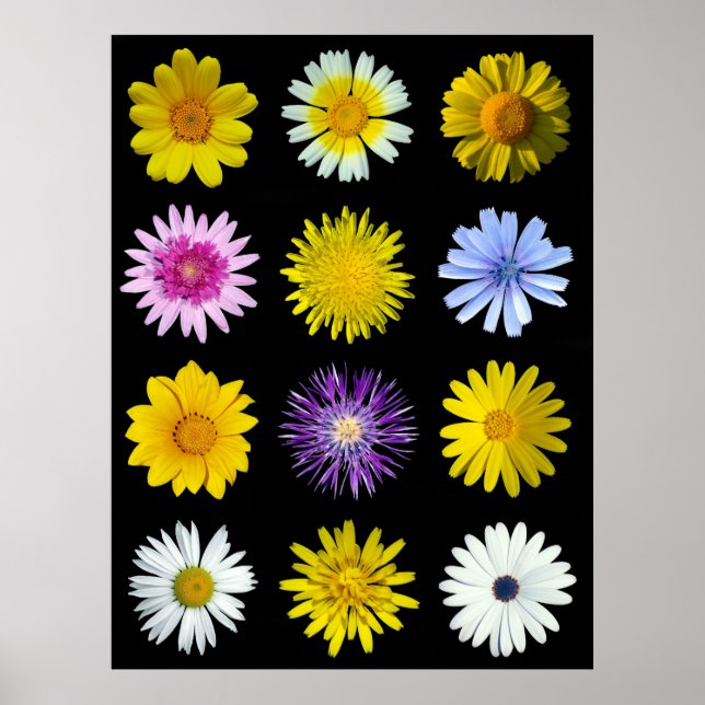 Póster Flores diferentes de la familia Asteraceae. (Frente)